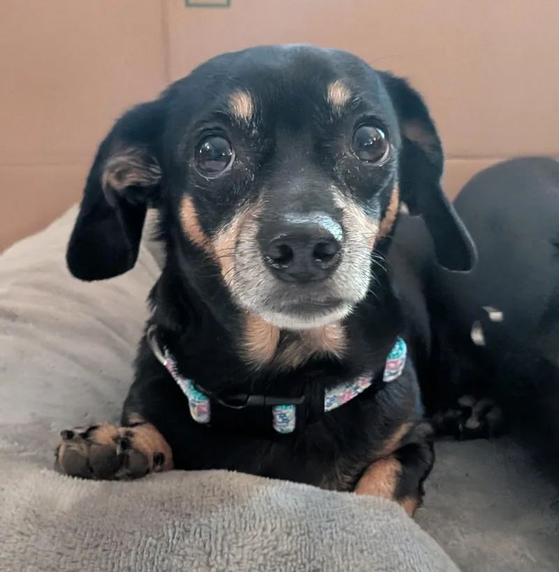 Rosie thumbnail 6