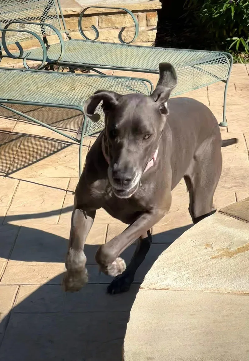 A young extra large-sized female Gray / Blue / Silver Great Dane dog named Nala for adoption in Carrollton, TX