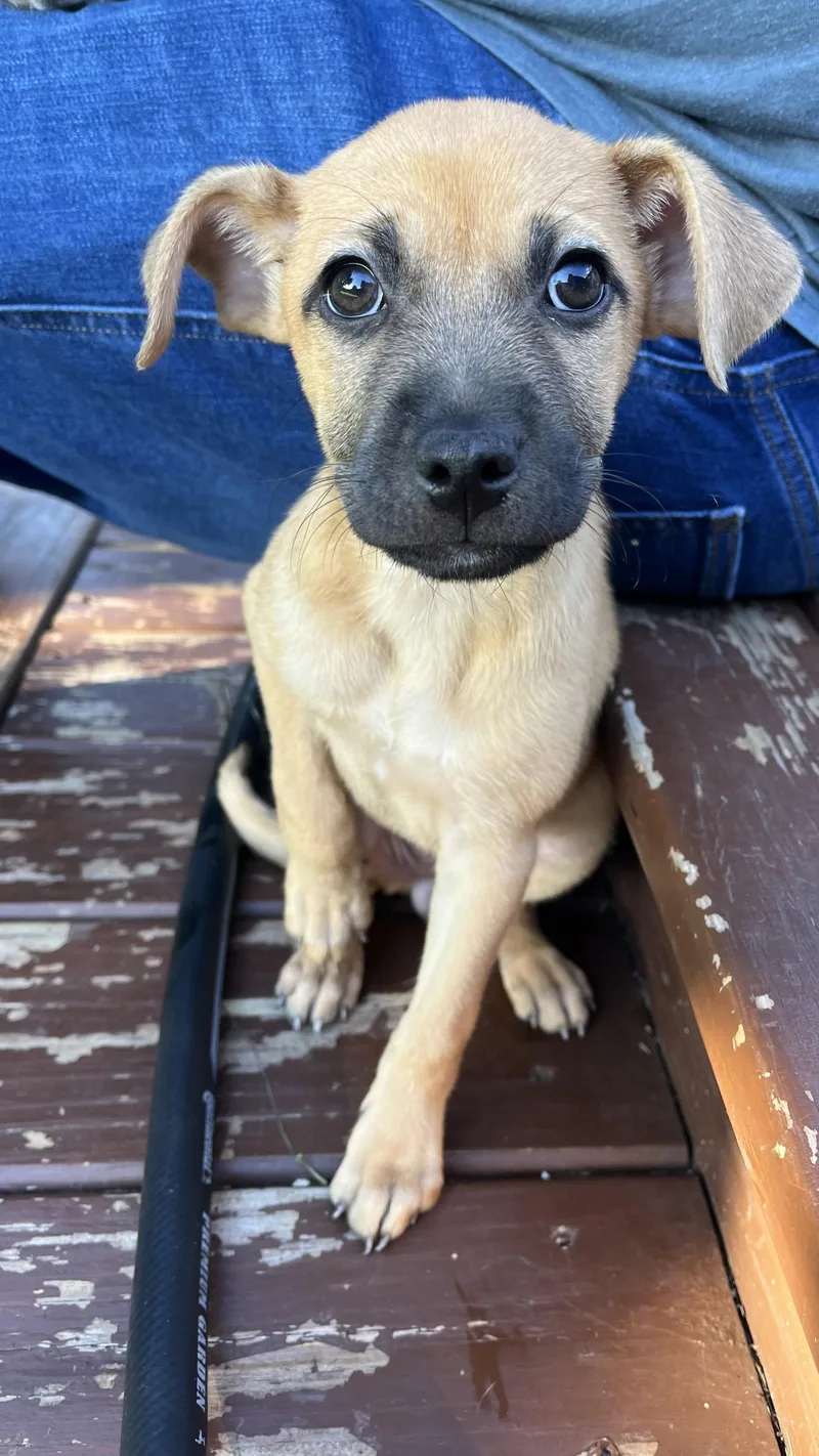 A baby medium-sized female Terrier dog named Maple for adoption in New London, WI