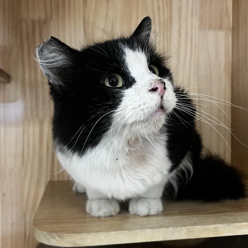 An adult small-sized male Black Domestic Short Hair cat named Mookie for adoption in Yucca Valley, CA