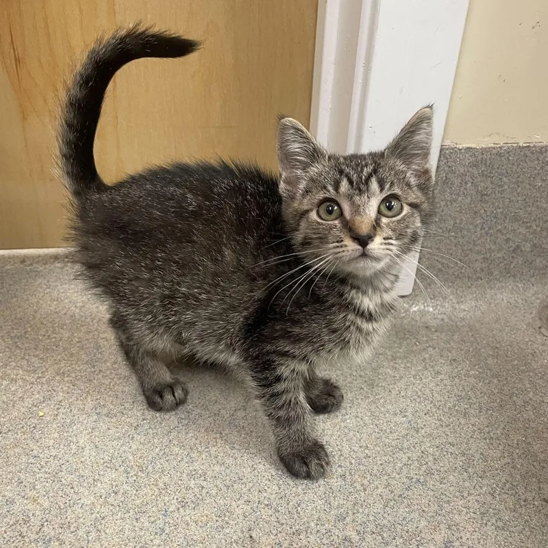 A baby small-sized female Brown / Chocolate Domestic Short Hair cat named Harris for adoption in Newark, DE