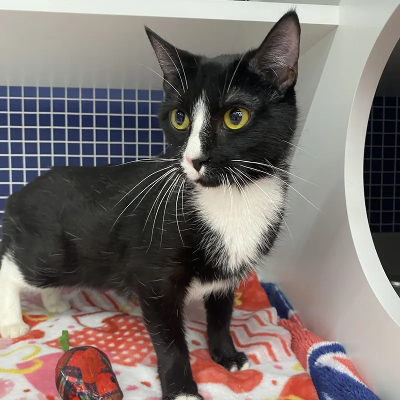 Cherry At Avon Petco!!