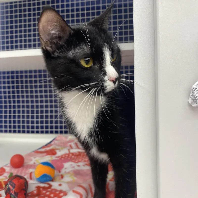 Cherry At Avon Petco!! thumbnail 2