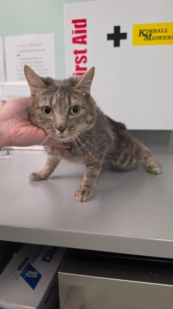 A young medium-sized male Domestic Short Hair cat named Packy for adoption in Athens, TN