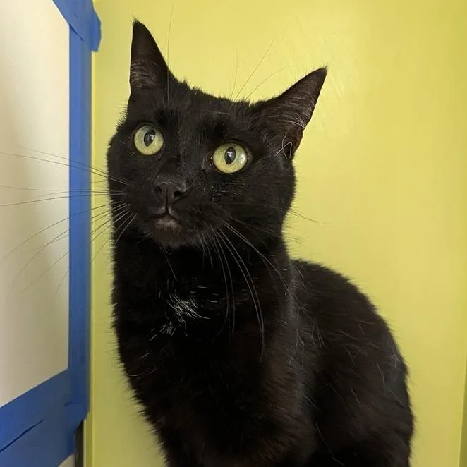 Midnight thumbnail 2