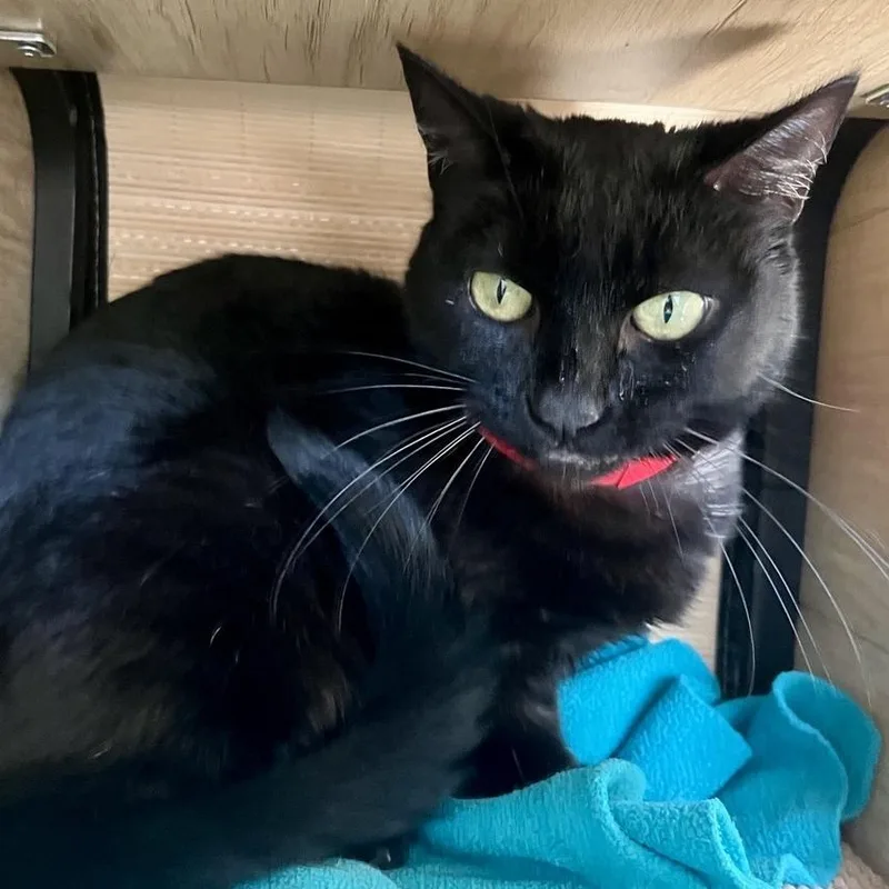 Midnight thumbnail 3