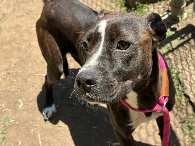A young medium-sized female Pit Bull Terrier dog named Persephone for adoption in Tulsa, OK