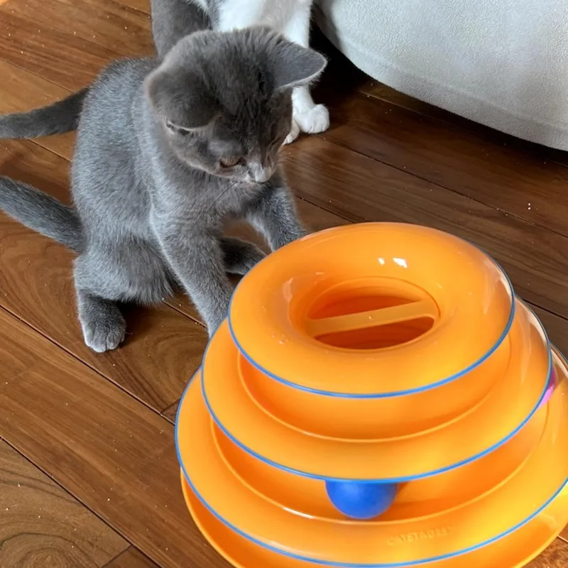 A baby small-sized female Gray / Blue / Silver Russian Blue cat named Deb for adoption in Brea, CA