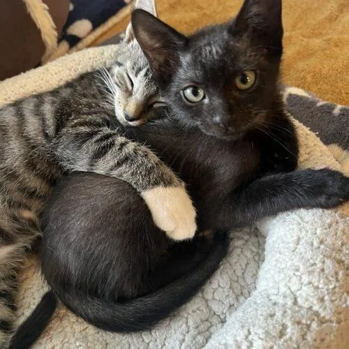 A baby small-sized male Tabby (Brown / Chocolate) Domestic Short Hair cat named Luke Duke for adoption in Tampa, FL