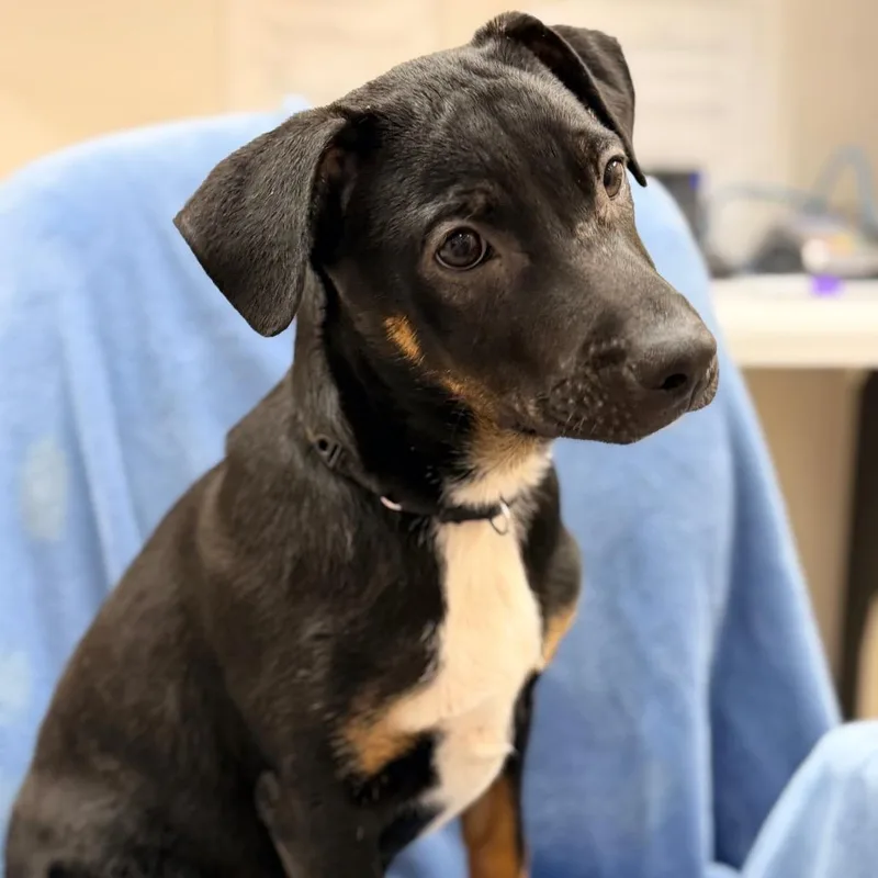 A baby medium-sized male Black Cattle Dog dog named Elvis for adoption in Champaign, IL