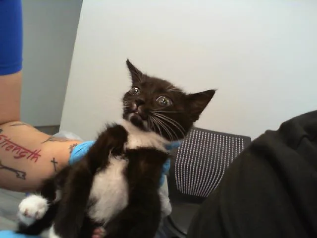A baby small-sized male Domestic Short Hair cat named Mulligan for adoption in Charlotte, NC