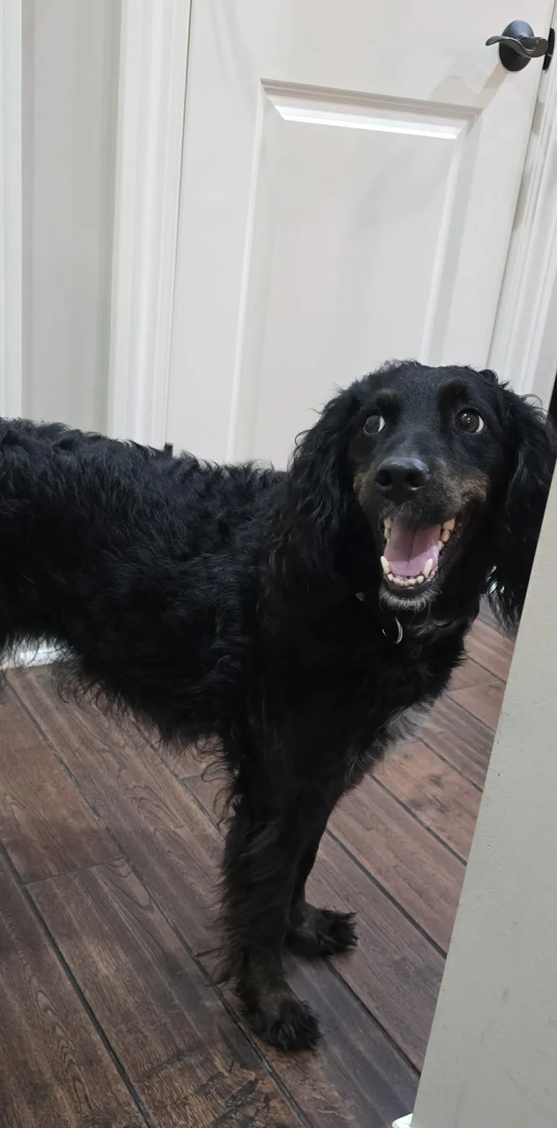 An adult medium-sized female English Springer Spaniel dog named Shyla for adoption in Ashville, OH