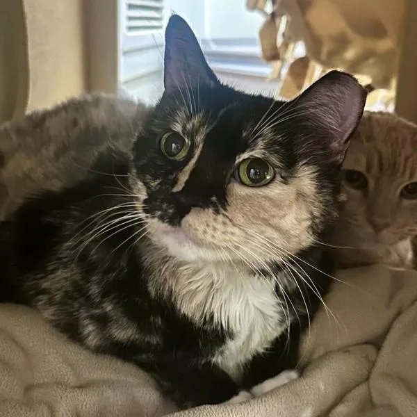 A senior extra large-sized female Domestic Medium Hair cat named House for adoption in Walnut Creek, CA