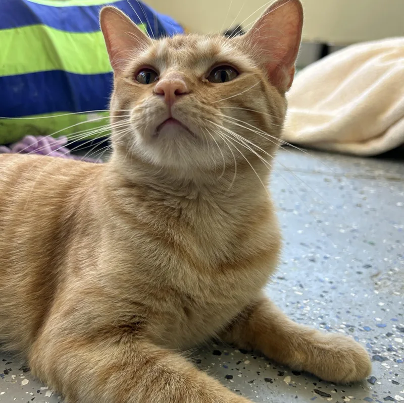 A young medium-sized male Tabby (Orange / Red) Domestic Short Hair cat named Nallie for adoption in El Cajon, CA