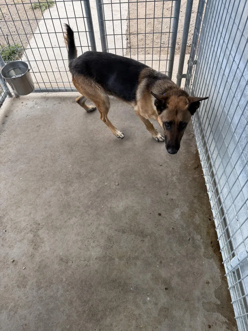 An adult large-sized male German Shepherd Dog dog named Apache for adoption in Monte Vista, CO