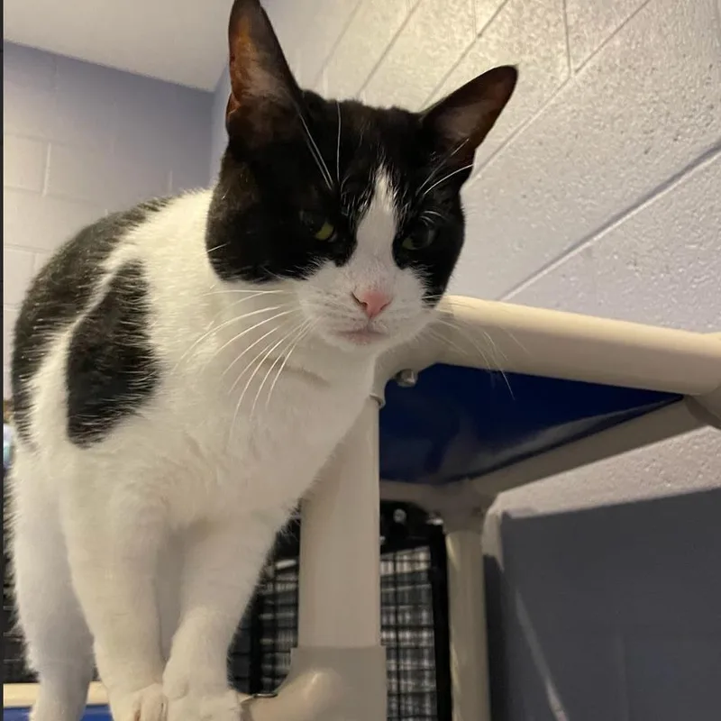 An adult medium-sized female Domestic Short Hair cat named Oreo for adoption in South Bend, IN