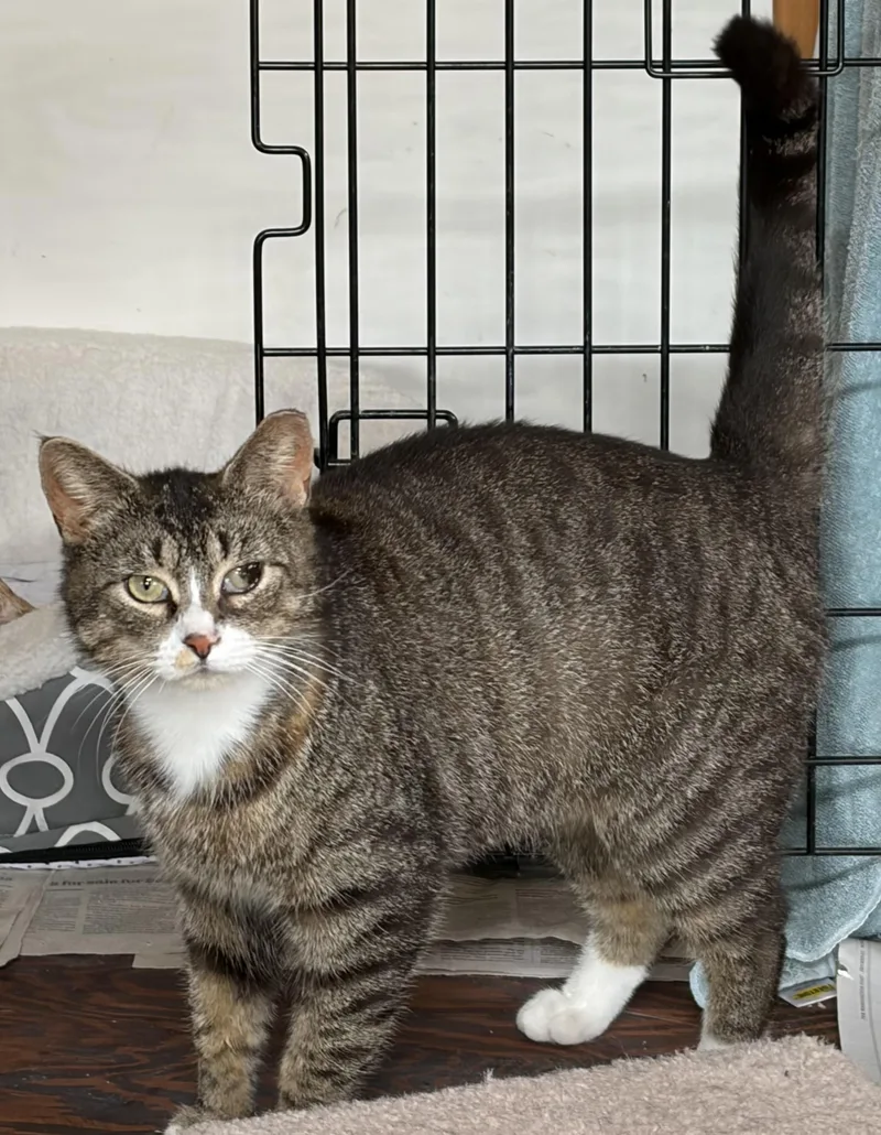 A young medium-sized female Tabby (Brown / Chocolate) Domestic Short Hair cat named Cookie for adoption in Mechanicsburg, PA