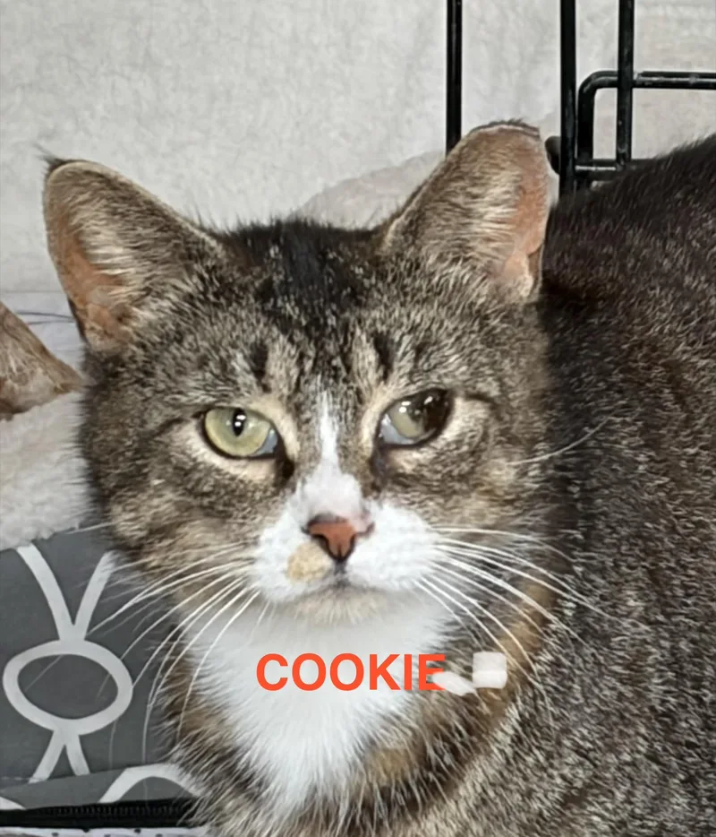 Cookie thumbnail 2