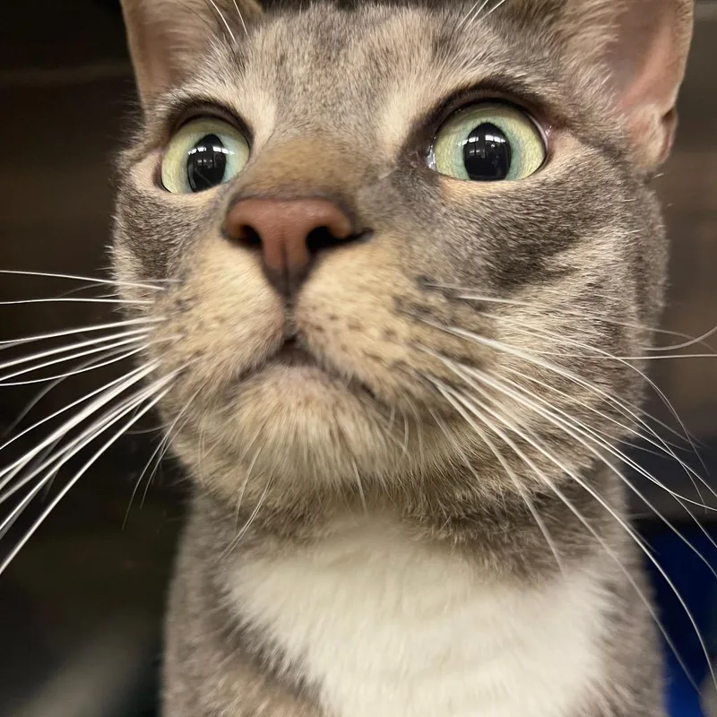 An adult large-sized male Gray / Blue / Silver Domestic Short Hair cat named Jack for adoption in Lake Panasoffkee, FL