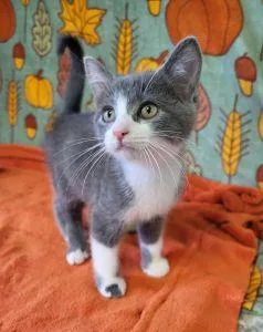 A young medium-sized male Domestic Short Hair cat named Apple Jack for adoption in Bucyrus, OH