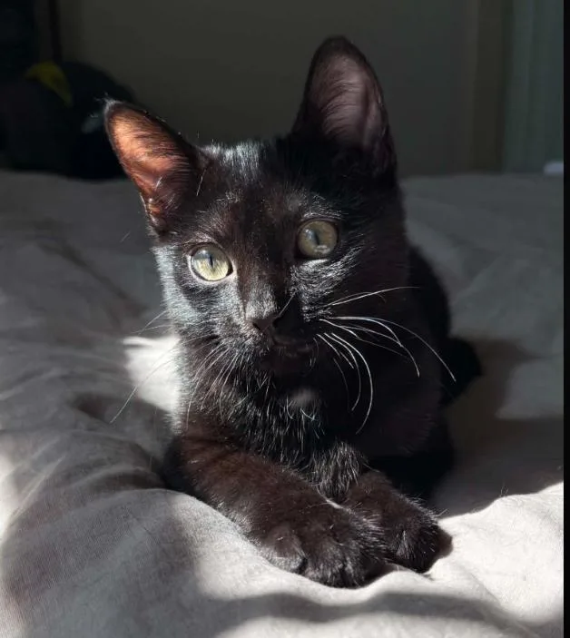 A baby medium-sized male Black Domestic Short Hair cat named Ezra Bean for adoption in Stewartsville, NJ