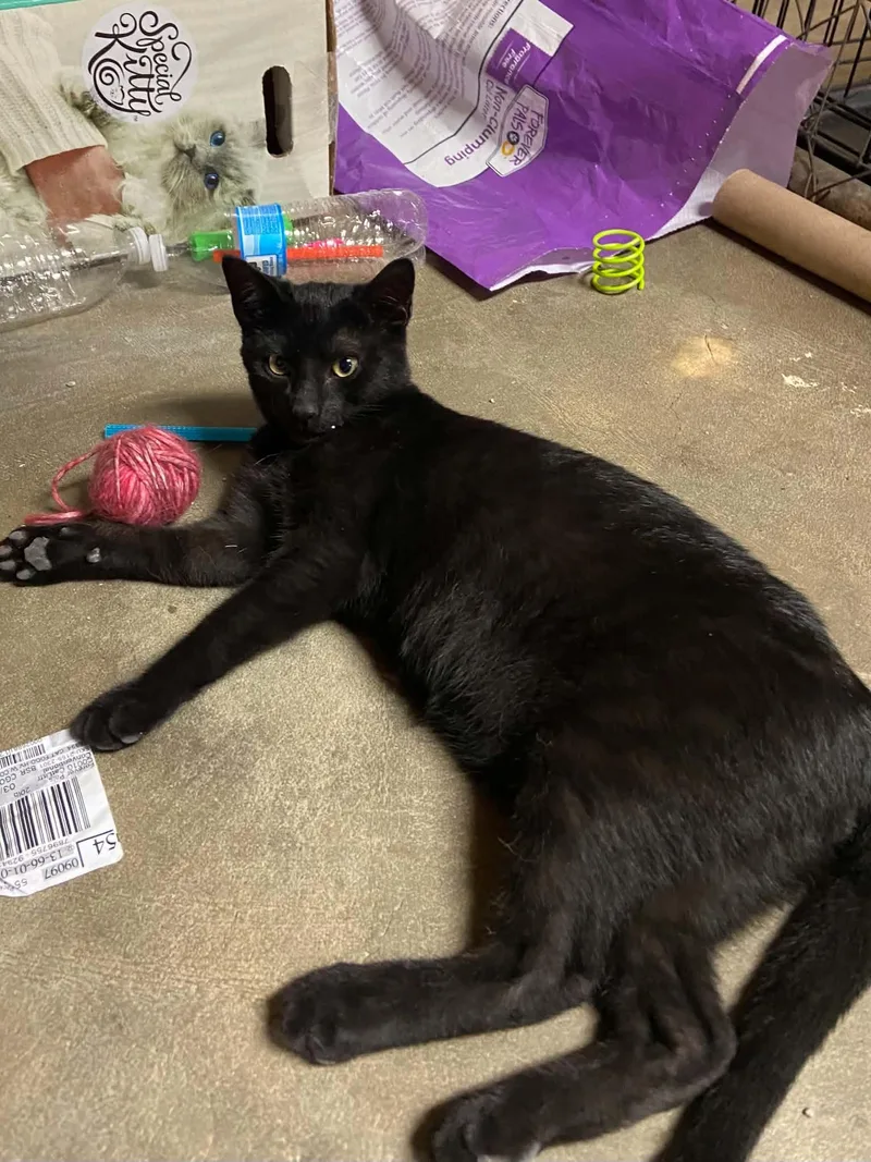 A baby small-sized male Black Domestic Short Hair cat named Spitfire C Therrien for adoption in Saunderstown, RI
