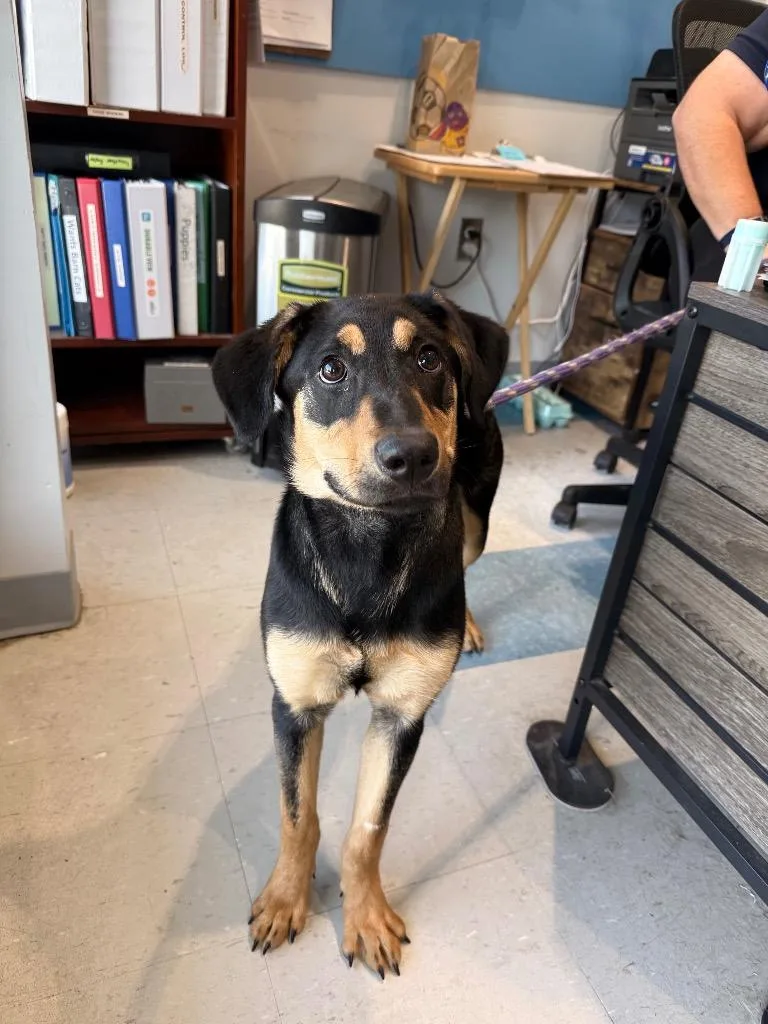 A baby medium-sized female Mixed Breed dog named Poppy for adoption in Denham Springs, LA