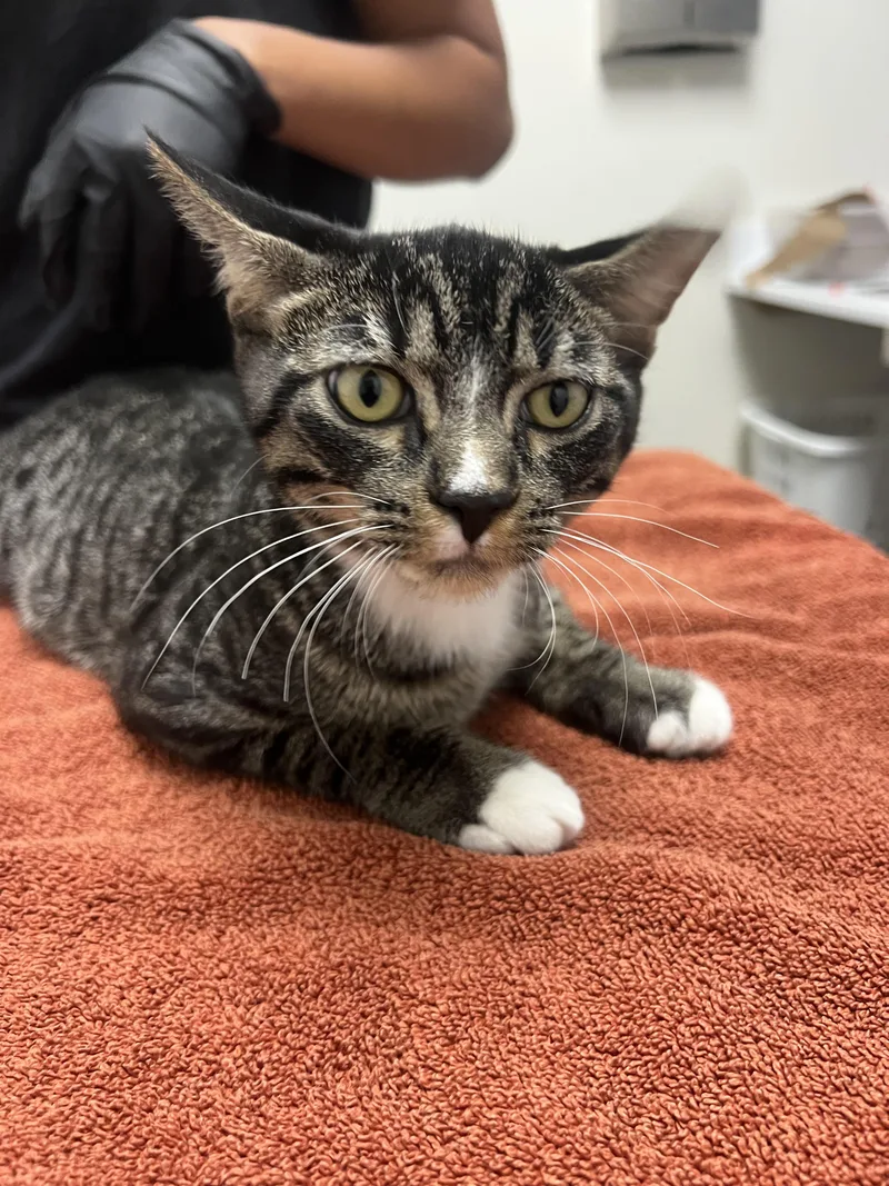 A baby medium-sized male Domestic Short Hair cat named Jim for adoption in Chico, CA