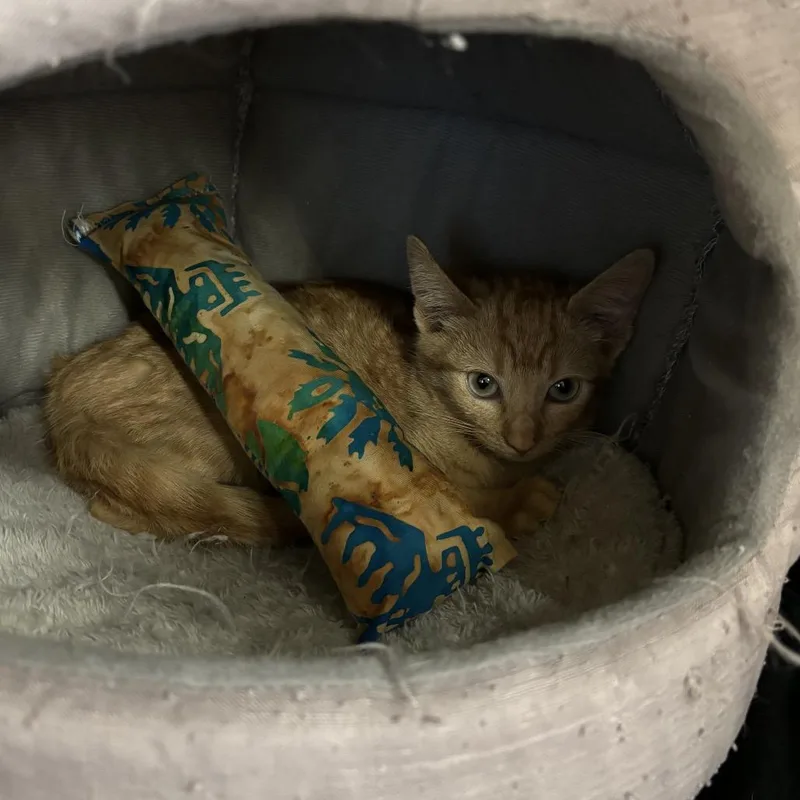 An adult medium-sized male Domestic Short Hair cat named Max for adoption in Kyle, TX