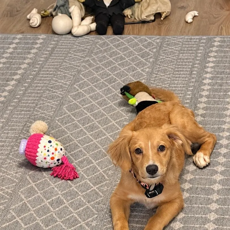 A baby medium-sized female Golden Retriever dog named Elvira for adoption in Baldwin, MD