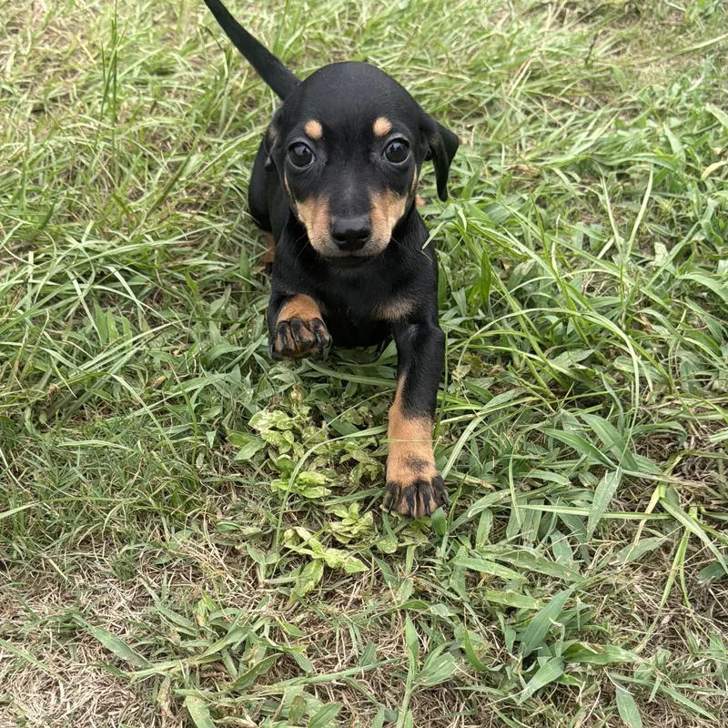 Dakota