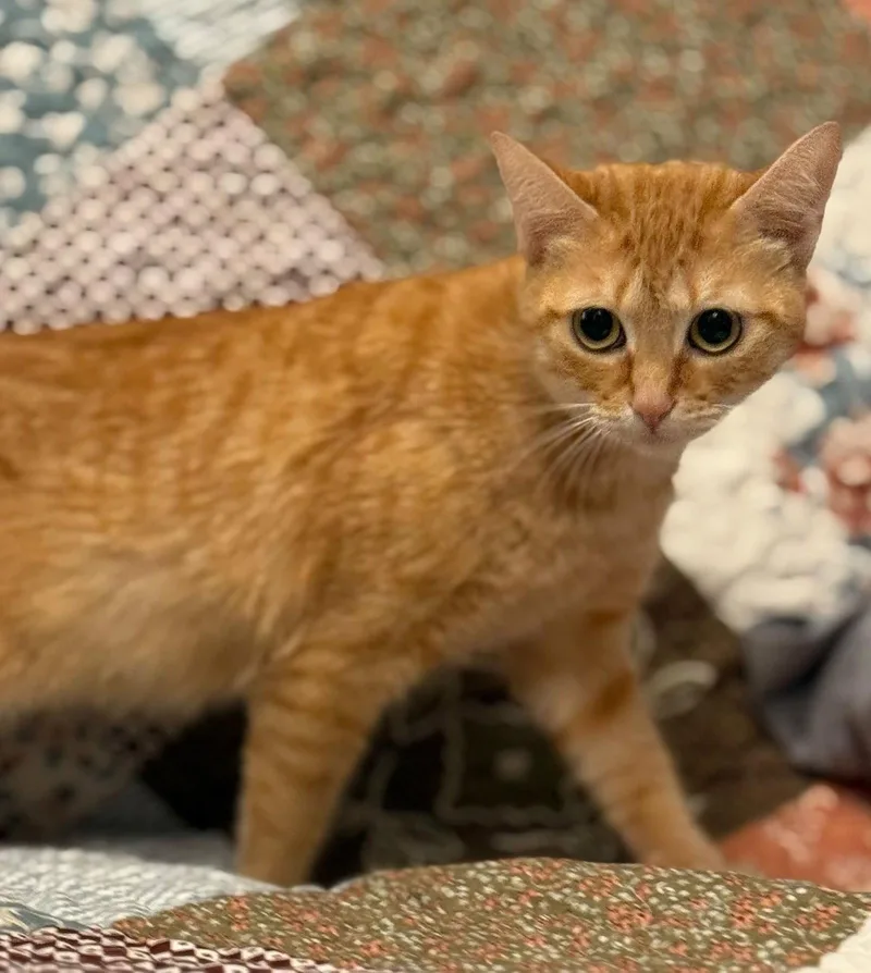 An adult medium-sized female Tabby (Orange / Red) Tabby cat named Alex for adoption in Bolivia, NC