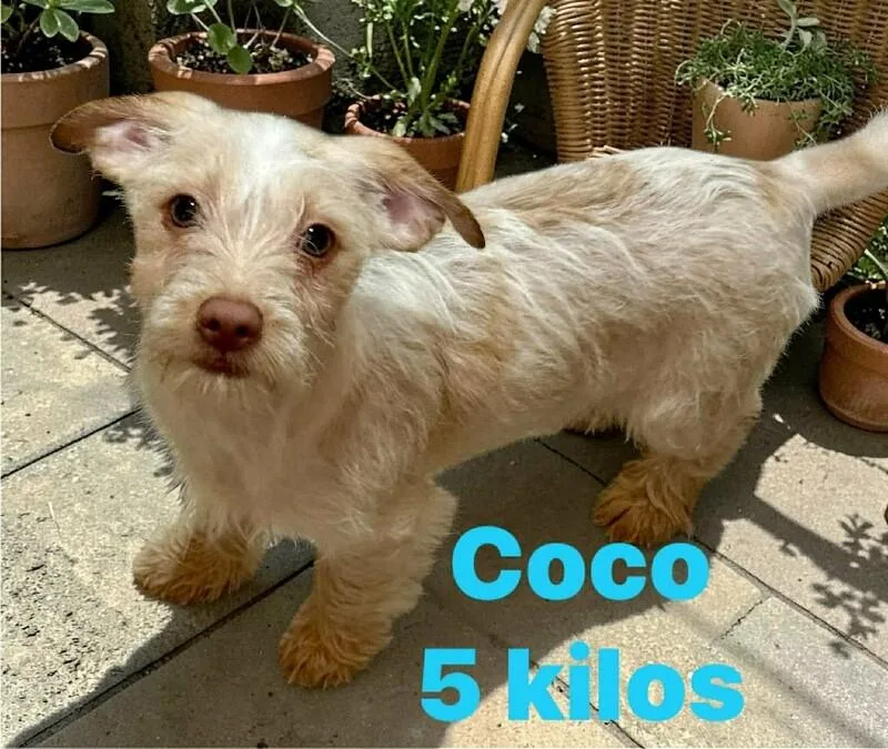 Coco thumbnail 5