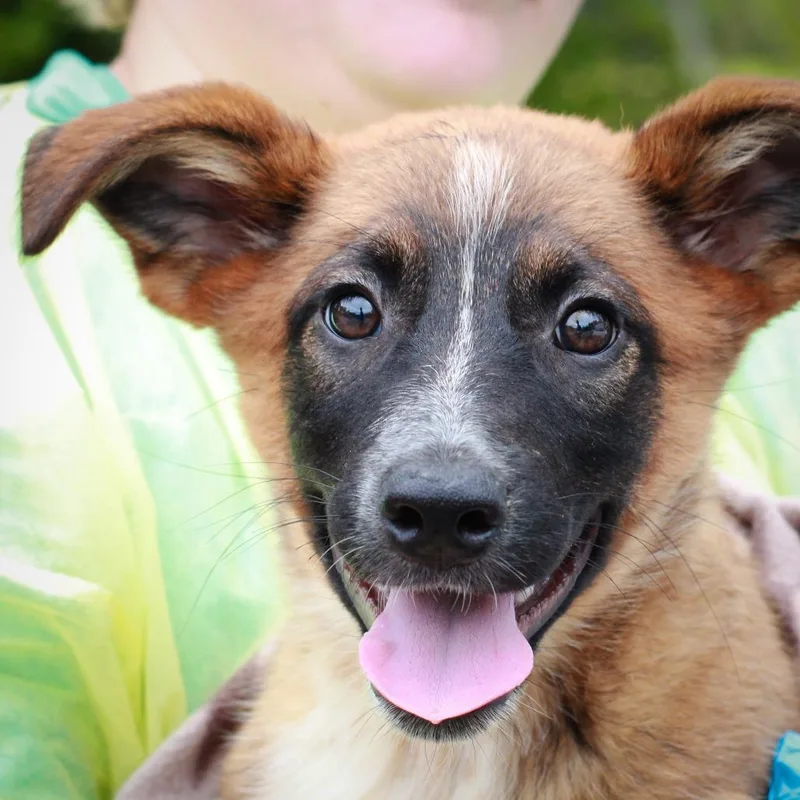 A baby small-sized female Yellow / Tan / Blond / Fawn Australian Cattle Dog / Blue Heeler dog named Pecan Pie for adoption in Hattiesburg, MS