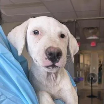 A baby large-sized female Great Dane dog named Pippa for adoption in San Antonio, TX