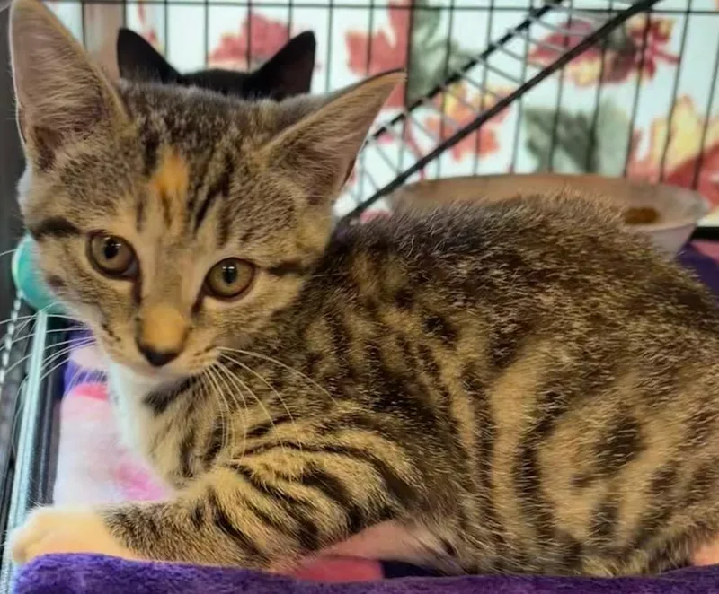 A baby small-sized female Domestic Short Hair cat named Thalia for adoption in Elizabethton, TN