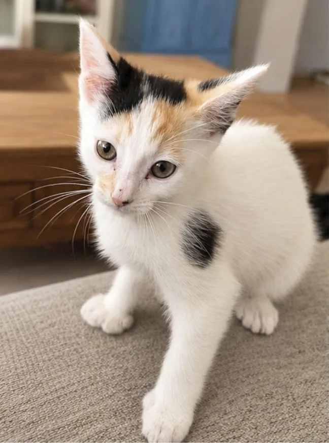 A baby medium-sized female Calico cat named Dotti for adoption in Orange, CA