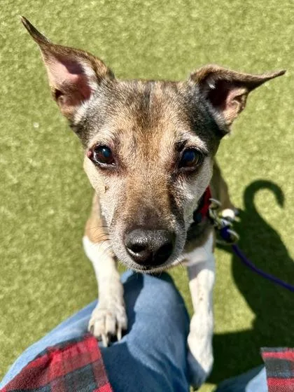 A senior small-sized female Yellow / Tan / Blond / Fawn Mixed Breed dog named Haley for adoption in Wichita, KS