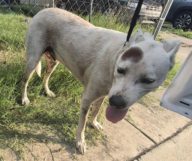 An adult medium-sized male Labrador Retriever dog named Camebert for adoption in San Antonio, TX