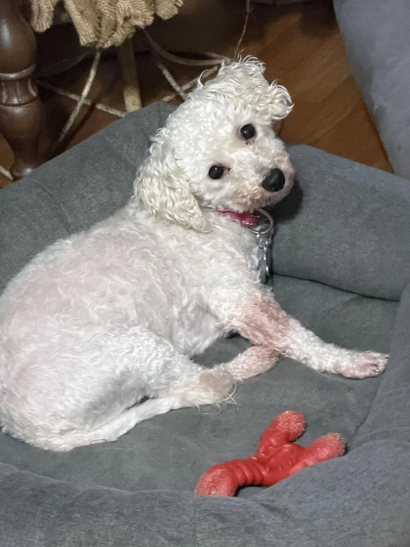 A senior medium-sized female Bichon Frise dog named Snow and Frost. for adoption in Sioux Falls, SD