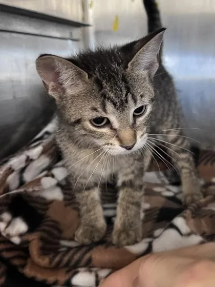 A baby small-sized female Domestic Short Hair cat named Wibbles for adoption in Houston, TX