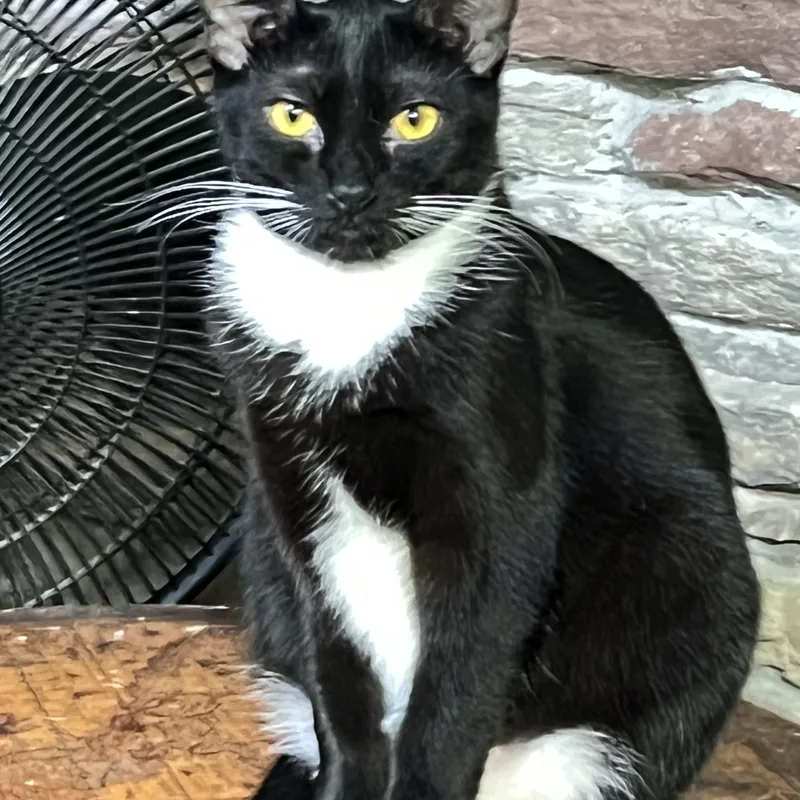 A young medium-sized female Black & White / Tuxedo Tuxedo cat named Astra for adoption in Mesa, AZ