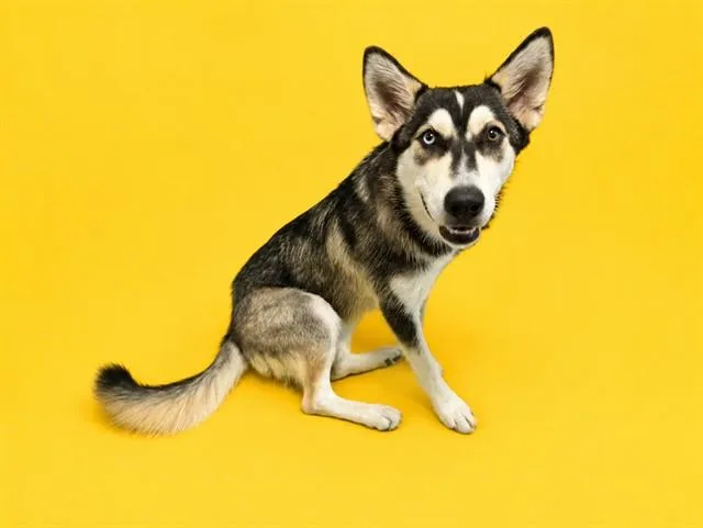 A young medium-sized female Siberian Husky dog named Bella Rose for adoption in Miami, FL