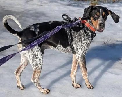 An adult large-sized male Tricolor (Brown, Black, & White) Bluetick Coonhound dog named Elvis for adoption in Lincoln, MI