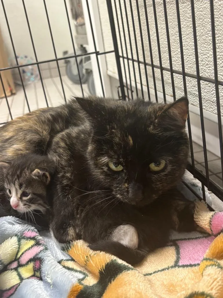An adult medium-sized female Domestic Short Hair cat named Princess Bubblegum for adoption in Fall River, MA