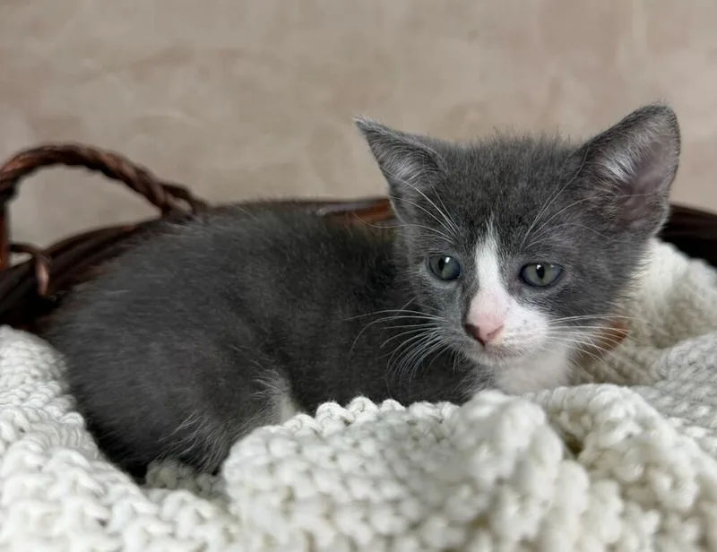 A baby medium-sized female Gray & White Domestic Short Hair cat named Frida for adoption in Salinas, CA