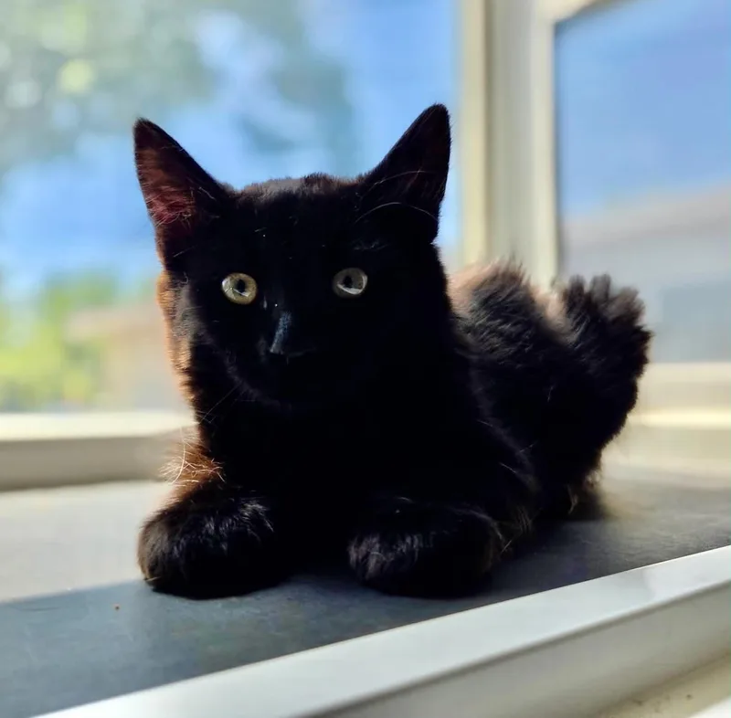 A baby medium-sized male Black Domestic Medium Hair cat named Rocky for adoption in Tehachapi, CA