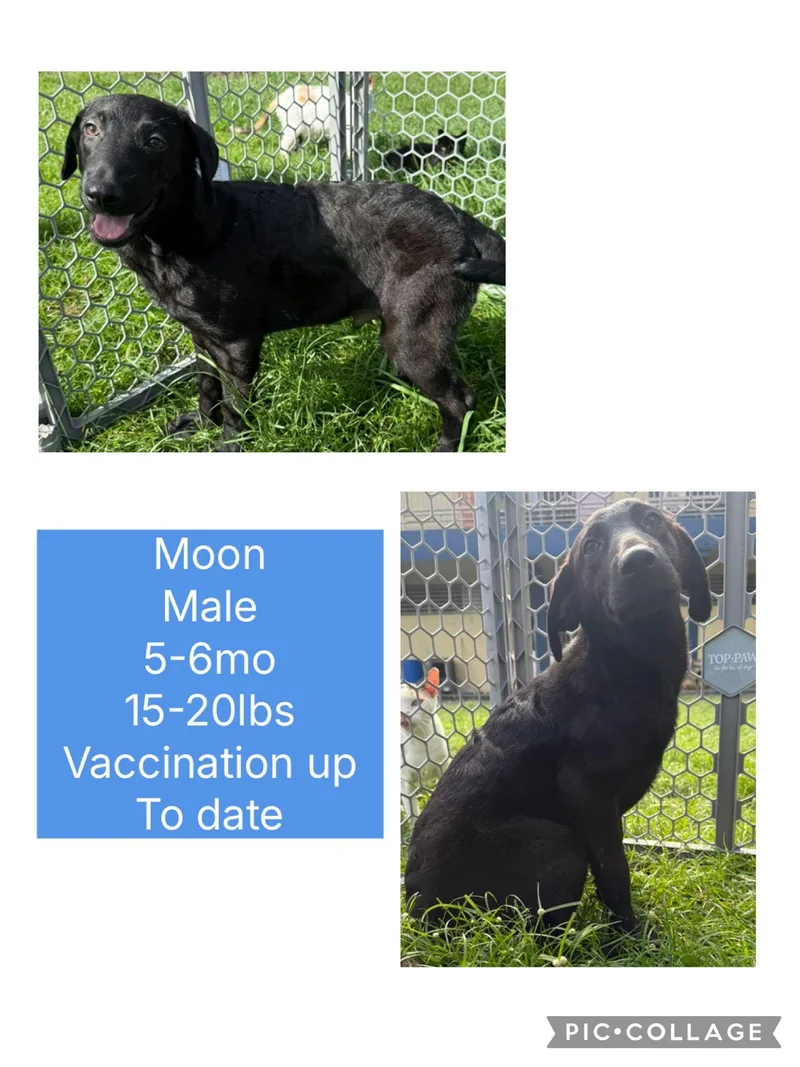 A young small-sized male Mixed Breed dog named Moon for adoption in San Juan, PR