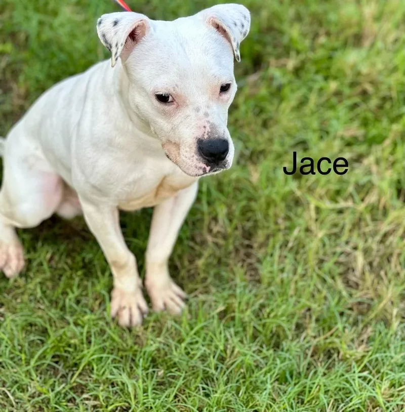 An adult medium-sized male Pit Bull Terrier dog named Jace for adoption in Huntsville, TX