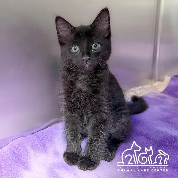 A baby small-sized male Domestic Short Hair cat named Crunch for adoption in Irvine, CA